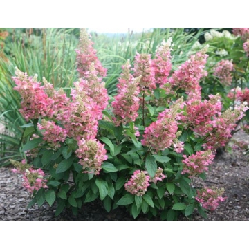 Hydrangea paniculata'Pink Diamond'