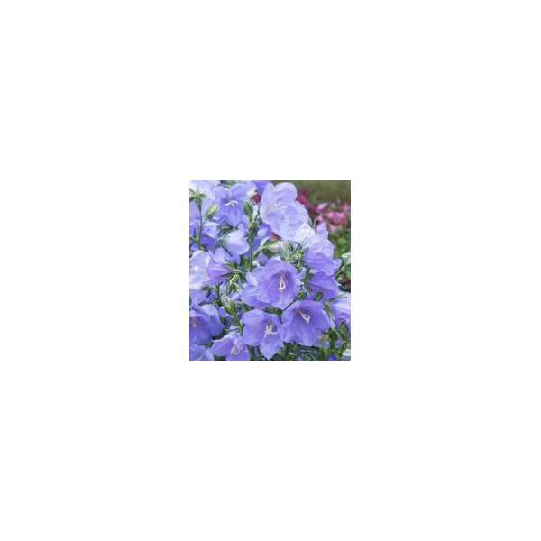 Campanula persicifolia'Takion Blue'