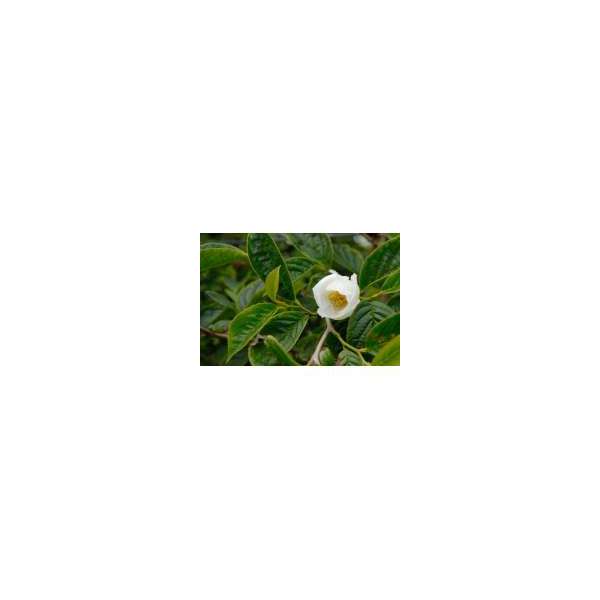 Stewartia pseudocamelia