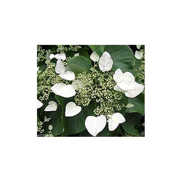 Schizophragma hydrangeoides'Moonlight'