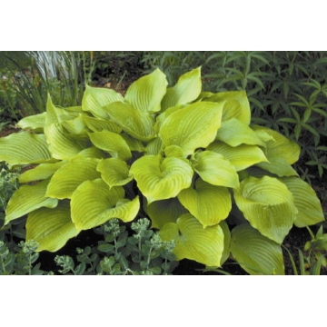 Hosta'Sum and Substance'