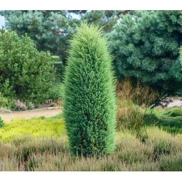 Juniperus communis'hibernica'
