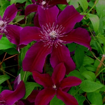 Clematis'Huvi'