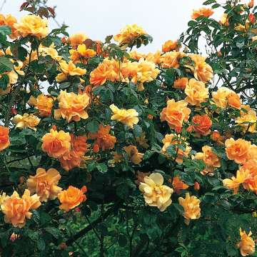 Rosa'Maigold'