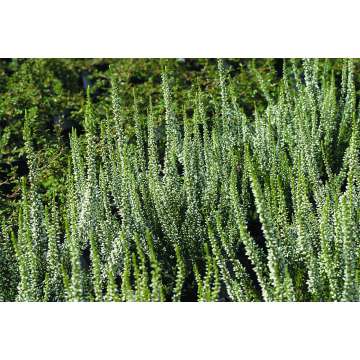 Calluna vulgaris'Alicia'