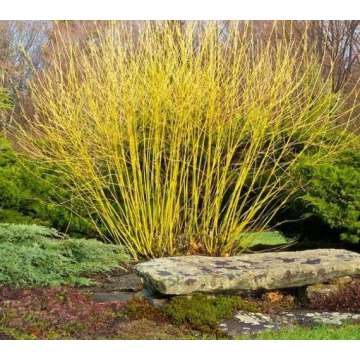 Cornus sericea'Budd's Yellow'