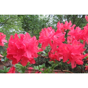 Azalea'Mathilda'