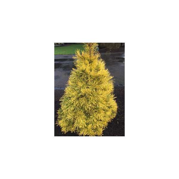 Pinus sylvestris'Meffengowd'