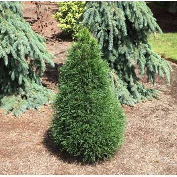 Pinus sylvestris'Green Penguin'
