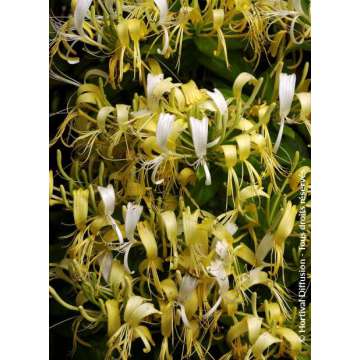 Lonicera similis delayavi