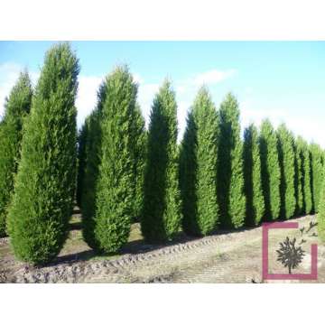 Cupressocyparis leylandii'blue Jeans