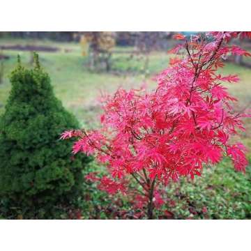 Acer palmatum'Sumi-nagashi'