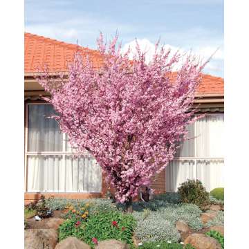 Prunus x blireana