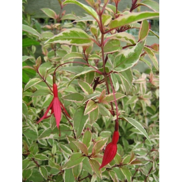 Fuchsia magellanica'Variegata'