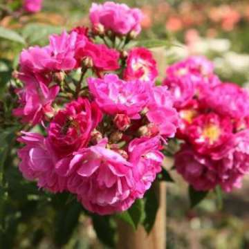 Rosa'Perennial Blue'