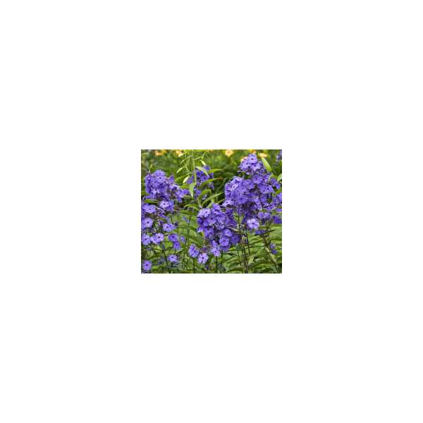 Phlox paniculata'Blue Paradise'