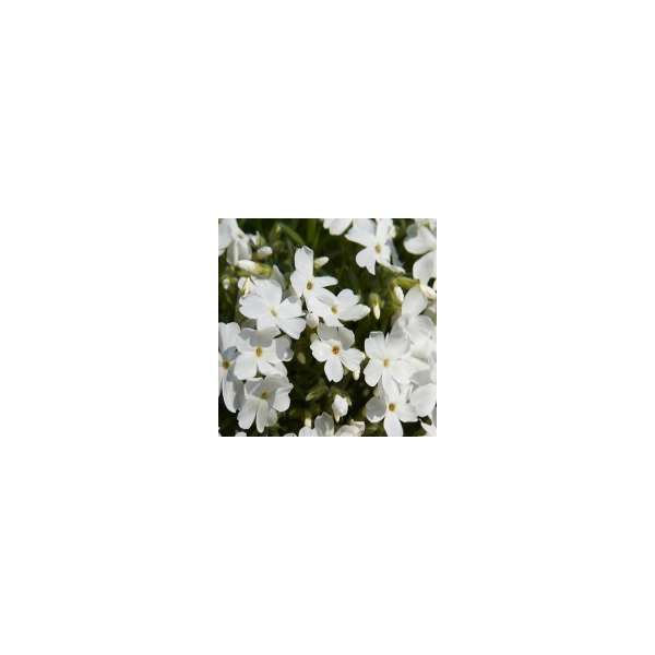 Phlox subulata'White Delight'