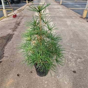 Sciadopitys verticillata'Feuerwerk'