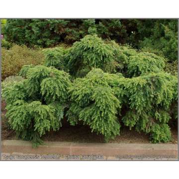Tsuga canadensis'Jeddeloh'