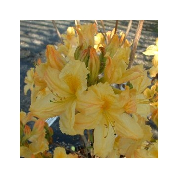 Azalea knaphill'Harvest Moon'