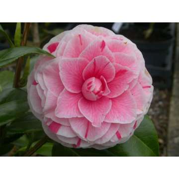 Camellia japonica'Bonomania'