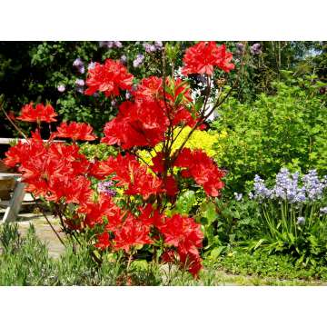 Azalea knaphill'Royal Command'