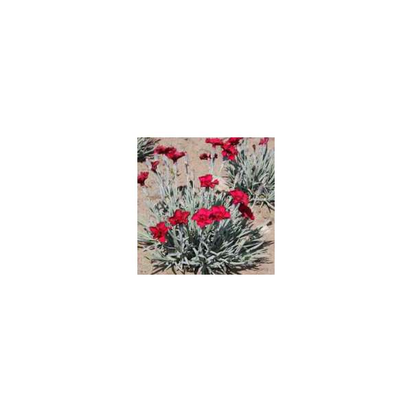 Dianthus gratianopolanus'Rubin'