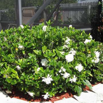 Gardenia jasminoides'Kleim's Hardy'