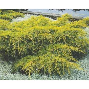 Juniperus media'Old Gold'