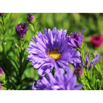 Aster dumosus'Mittelmeer'