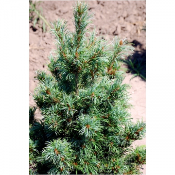 Pinus parviflora'Bergman'