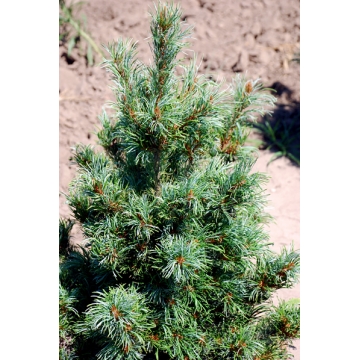 Pinus parviflora'Bergman'