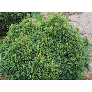Pinus strobus'Green Twist'