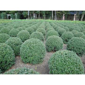 Osmanthus burkwoodii