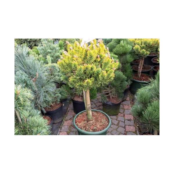 Pinus mugo'Golden glow'