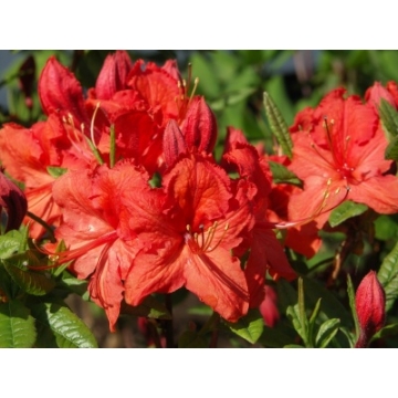 Azalea knaphill'Satan'
