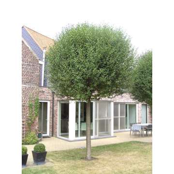 Prunus eminens'Umbraculifera'