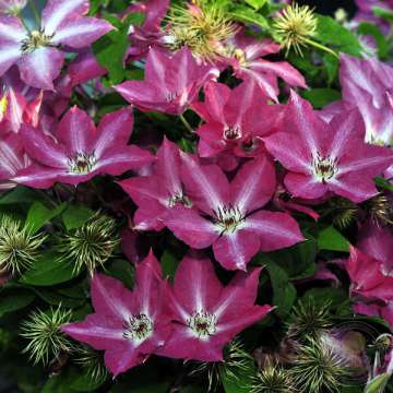 Clematis'Viva Polonia'