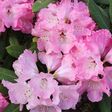 Rhododendron'Pink Lady'