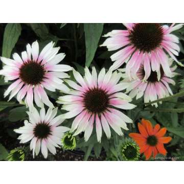 Echinacea purpurea'Pink tip'