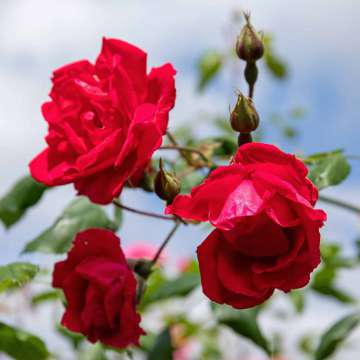 Rosa'Paul's Scarlet Climber'