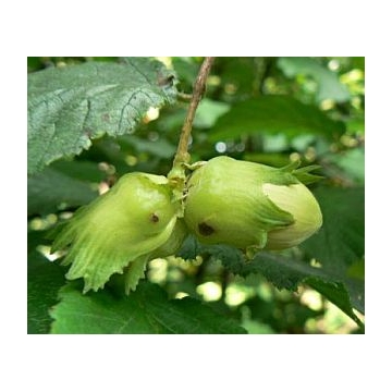 Hazelnoot (Corylus'Cosford)