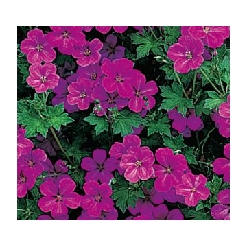 Geranium riversleanum'Russell Prichard'