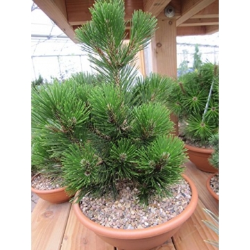 Pinus heldreichii'Little Dracula'
