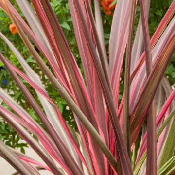 Cordyline'Can Can'