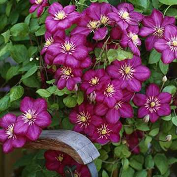 Clematis'Ville de Lyon'