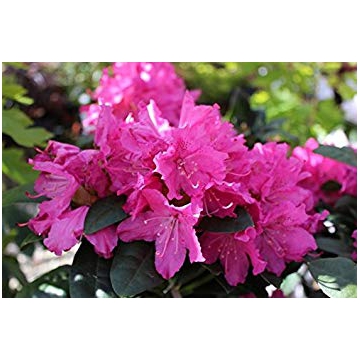 Rhododendron'Rocket'