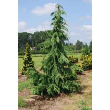 Chmaecyparis nootkatensis'Pendula'