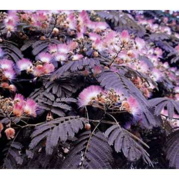 Albizia julibrissin'Summer Chocolate'