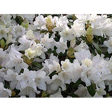 Rhododendron'Dora Amateis'